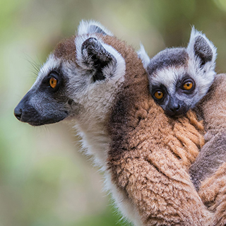 Isalo - Ring-tailed lemur with juvenile